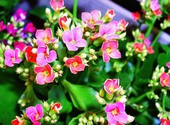 Kalanchoe