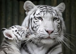 Biały, Tygrys, Tygrysiątko