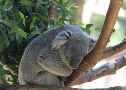 Koala, Gałąź, Liście