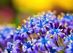 Delikatne, Niebieskie, Kwiatuszki
