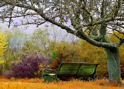 Park, Drzewo, Ławka