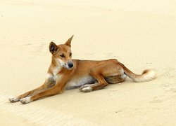 Dziki, Pies, Dingo