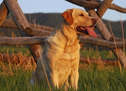 Retriever, Trawa, Ogrodzenie