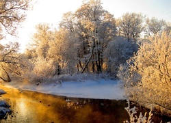 Rzeka, Ośnieżone, Drzewa, Zima