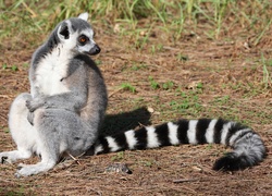 Lemur, Piękny, Ogon