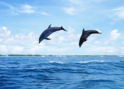Dwa, Delfiny, Morze