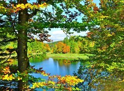 Jesień, Jezioro, Drzewa, Kolorowe, Liście