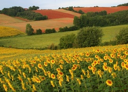 Słoneczniki, Pola, Drzewa