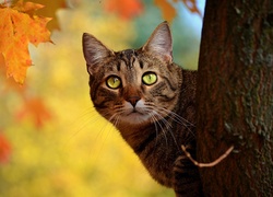 Kot, Drzewo, Jesienny, Liść