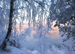 Jezioro, Drzewa, Zima