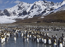 Pingwiny, Góry, Zima