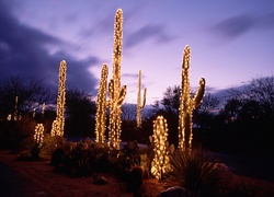 Kaktusy, Oświetlenie, Drzewa, Święta