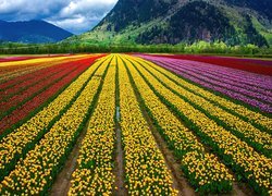 Kolorowe, Tulipany, Uprawa