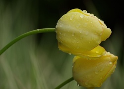 Żółte, Tulipany, Deszcz