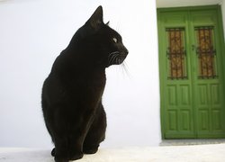 Czarny, Kot, Zielone, Drzwi