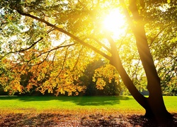 Park, Drzewa, Promienie Słońca