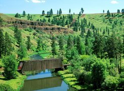 Most, Covered Bridge, Washington, Drzewa