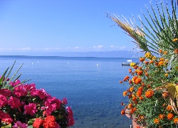 Jezioro, Ohrid, Albania, Kwiaty