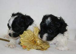 Dwa, Szczeniaki, Border Collie