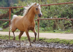 Koń, Palomino, Padok