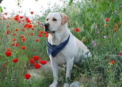 Labrador Retriever, Maki