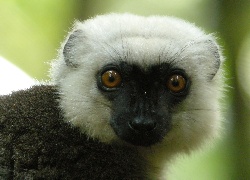 Lemur, Sifaka, Głowa, Oczy