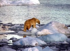 Zima, Niedźwiedź Polarny, Woda, Lód