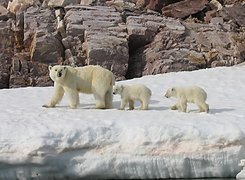 Niedzwiedź Polarny, Mama, Dzieci, Lód, Skała