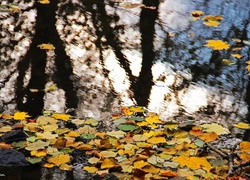Jezioro, Odbicie, Żółte, Liście, Jesień