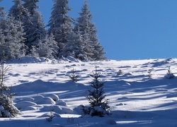 Choinki, Śnieg, Zima