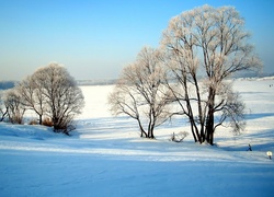 Zaśnieżone, Pola, Drzewa