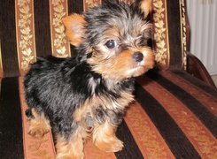 Yorkshire Terrier, Kanapa