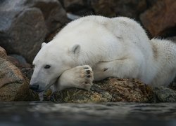 Miś, Polarny, Skałki