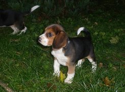 Szczeniaczek, Beagle, Trawa