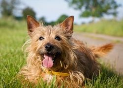 Piesek, Terrier australijski