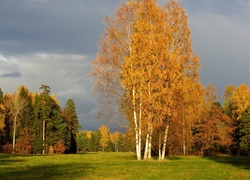 Las, Polana, Drzewa, Jesień