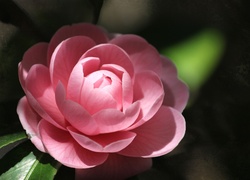 Różowa, Kamelia
