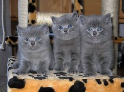 Trzy, Szare, Kociaki