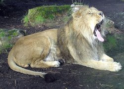 Ziewający, Lew, Zoo