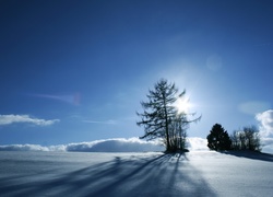 Drzewa, Śnieg, Promienie, Słońca