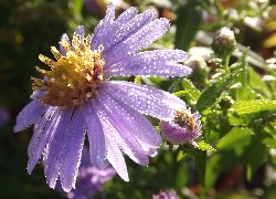 Aster, Fioletowy, Kropelki, Rosy