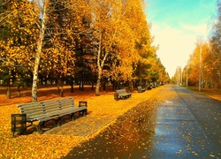 Park, Drzewa, Liście, Jesień