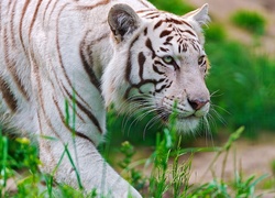Biały, Tygrys, Trawy