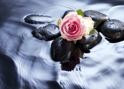 Różowa, Róża, Kamienie, Woda