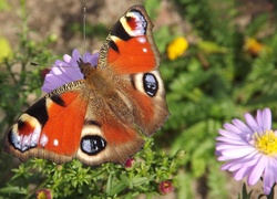 Motyl, Rusałka Pawik, Fioletowy, Aster