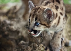 Mała, Puma, Niebieskie, Oczy