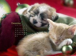 Pies, Kot, Kalendarz, Siberian Husky