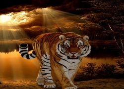 Tygrys, Promienie, Słońca