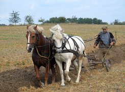 Konie, Kasztanki, Praca, Orka