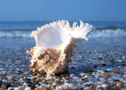 Muszelka, Plaża, Kamyczki